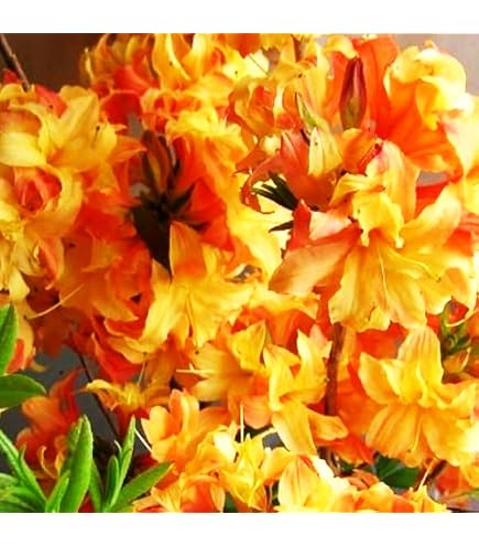 Amazon.co.jp: ツツジ 苗 シロヤシオツツジ 白八汐つつじ 白花 7号